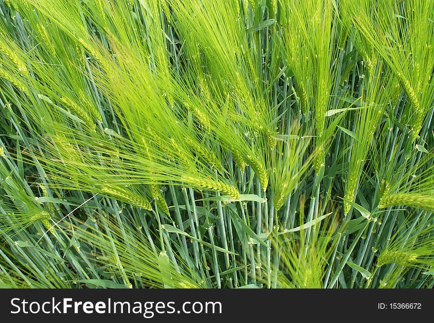 Rye field in May whith unripe rye stalks