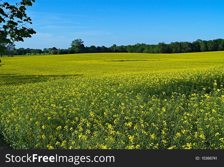 Rape Field Under A Blue Sky