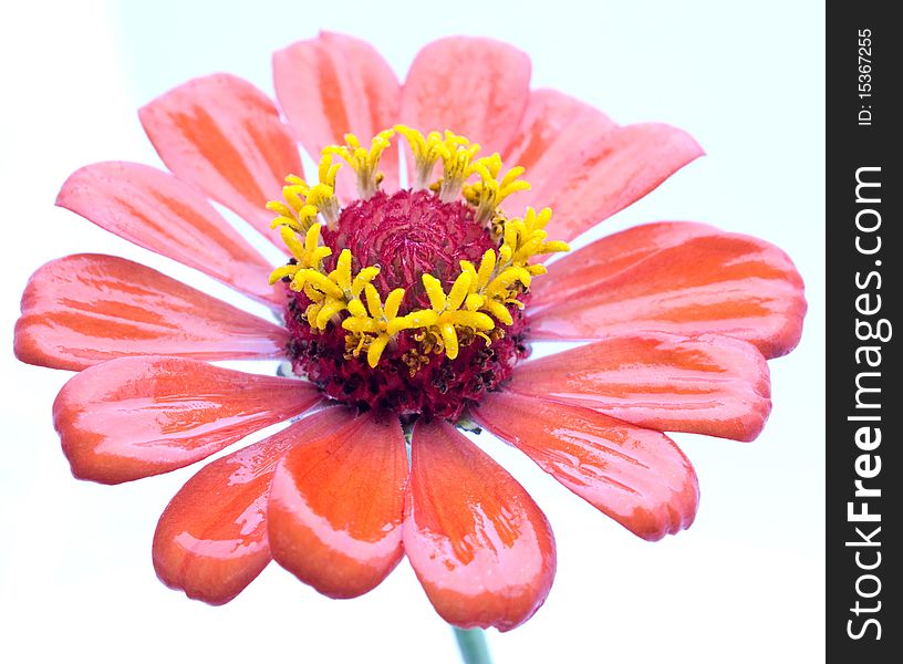 Flower on the white background