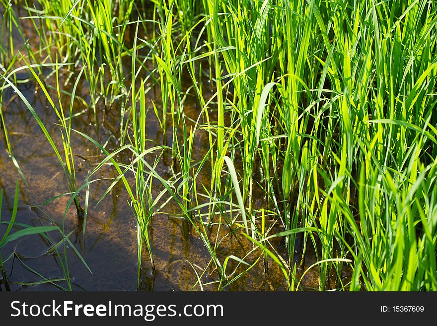 Paddy plants under morning sunlight.