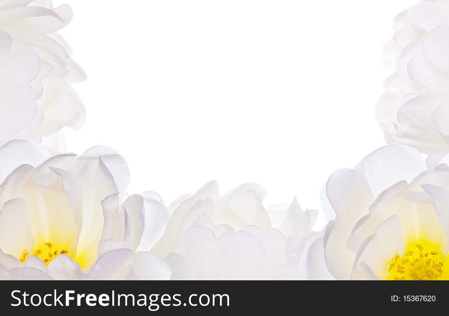 Light flowers half frame isolated on white background