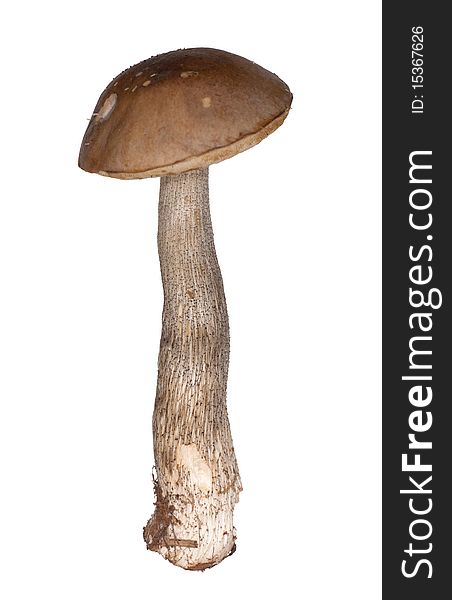 Brown cap boletus isolated on white background