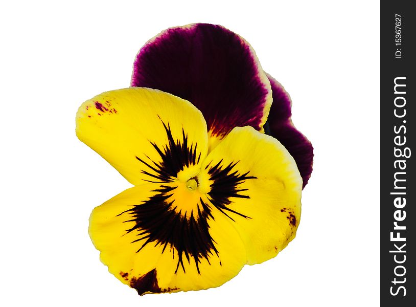 Dark purple and yellow pansy isolated on white background. Dark purple and yellow pansy isolated on white background