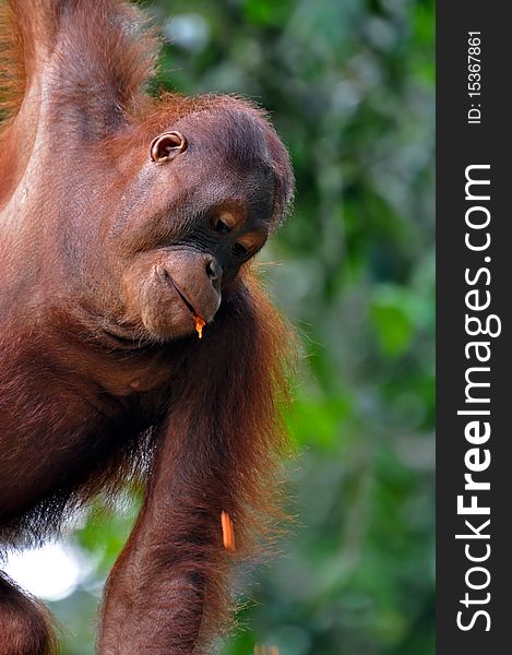 Orangutan female, photo from national park near Kota Kinabalu, Borneo.