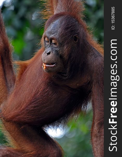 Orangutan female, photo from national park near Kota Kinabalu, Borneo.