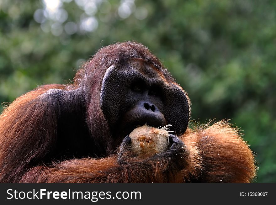 Big orangutan male with coconut.