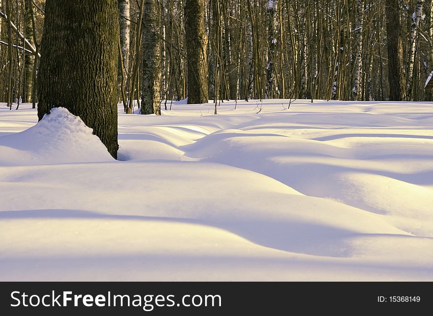 Shadow stripes on snow in a winter forest