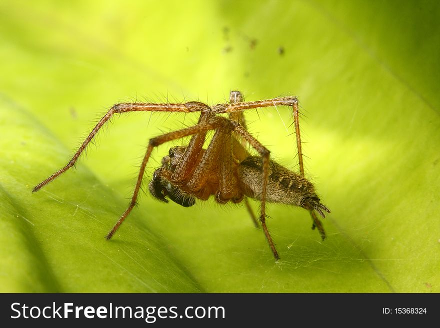 Crouching spider