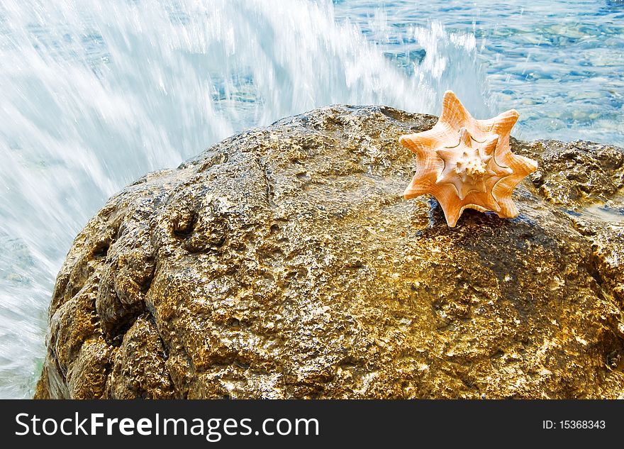 Exotic seashell on the stone