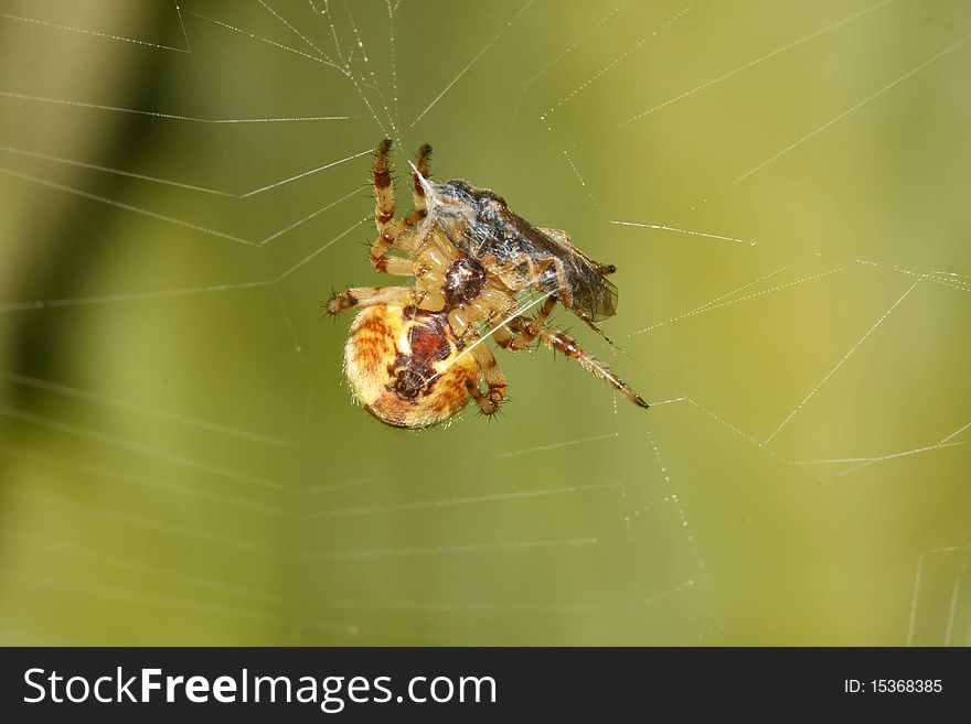 Fall into a trap, go hunting, beast of prey, spider silk. Fall into a trap, go hunting, beast of prey, spider silk