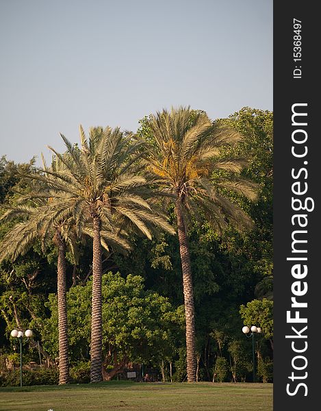 Palm trees growing in a city park . Palm trees growing in a city park .