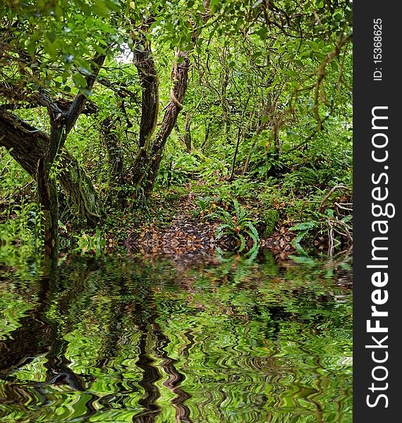 Rain forest with mirroring in water level