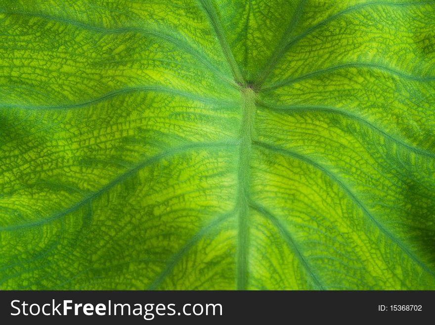 Nice detail leaf on leaf - macro detail. Nice detail leaf on leaf - macro detail