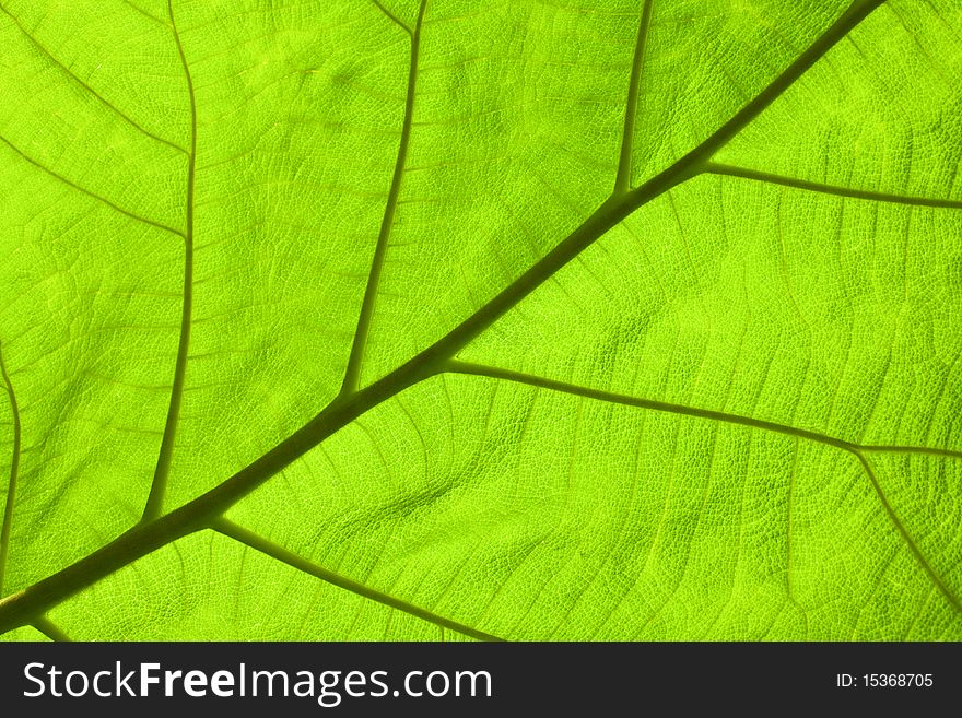 Leaf of a plant close up,possible use to background