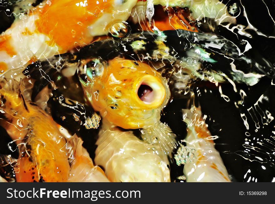 Hungry Koi fish in a man-made pond