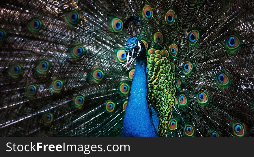 Portrait of beautiful peacock with feathers out. Male peacock with expanded feathers