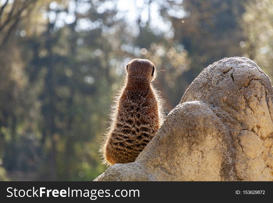 Funny fluffy meerkat standing on a stone and looking away.