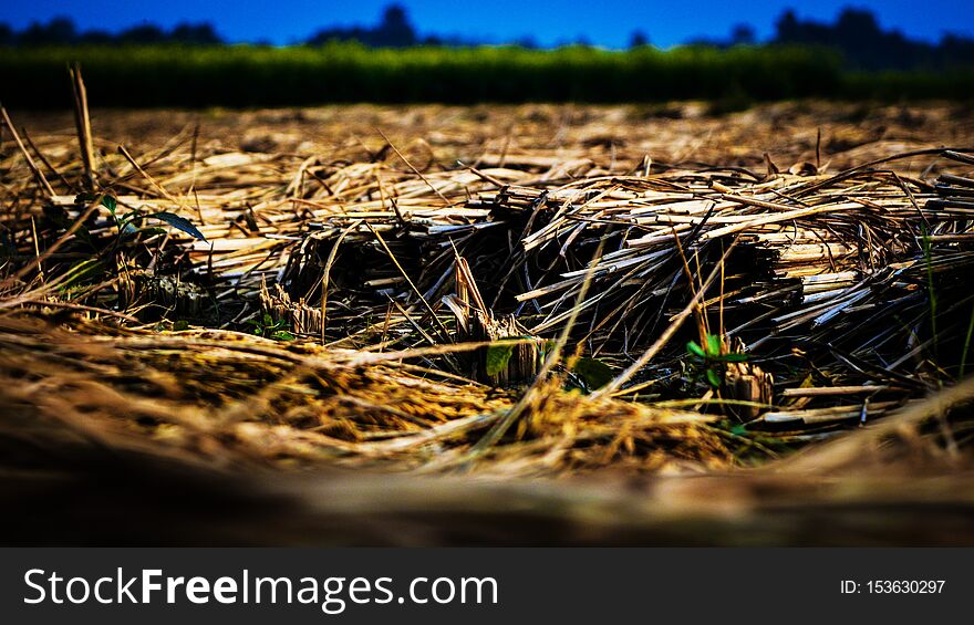 Dry straw in a paddy field