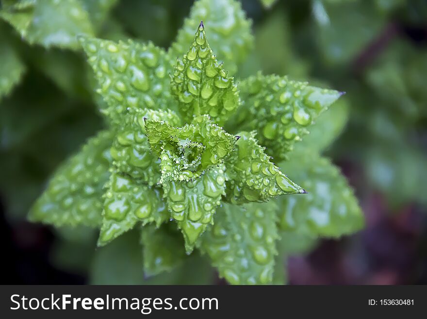 Water droplets on the stems of a plant in a garden