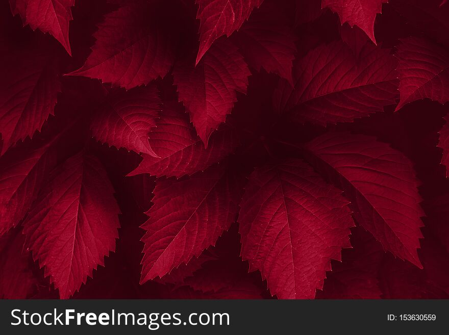 Bright purple leaves top view minimalistic background