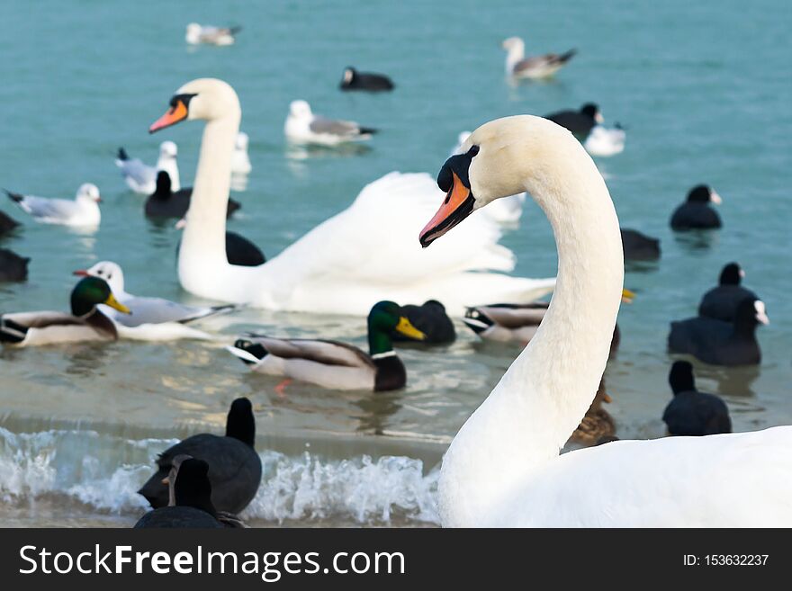 Swans and ducks on the beach, white, lake, water, river, bird, pond, birds, reflection, couple, nature, love, flock, beautiful, wing, feather, mute, wild, wildlife, family, blue, beauty, swim, background
