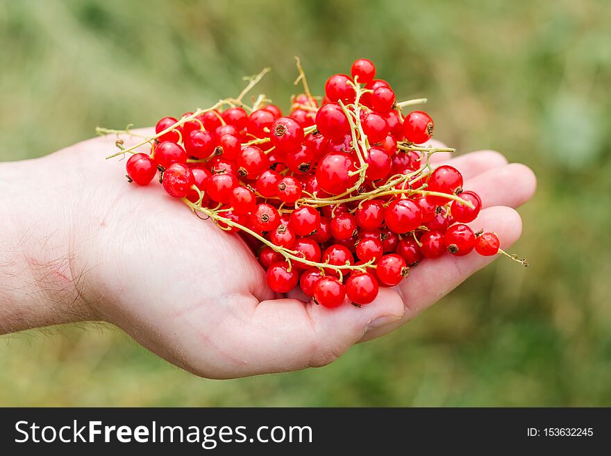 Hand Holding Fresh Berries, Ripe Red Currant, Juicy Fruit