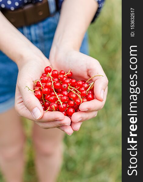 Hands Holding Fresh Berries, Ripe Red Currant, Juicy Fruit