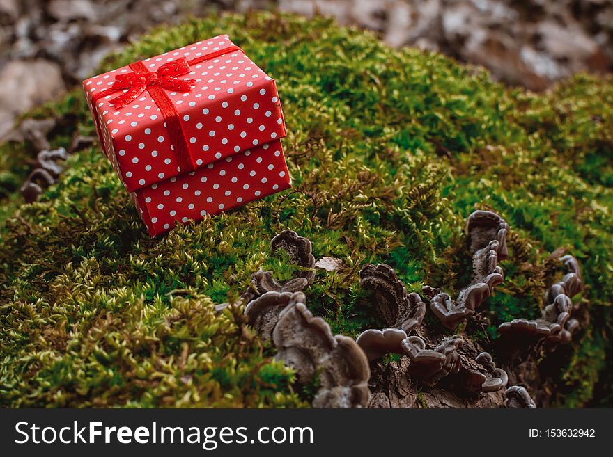 Red gift box in the forest, new, year, christmas, gifts, inside, halloween, nature, snow, santa, claus, decoration, background, sky, holiday, tree, outdoor, winter, fruit, present, vintage, collection