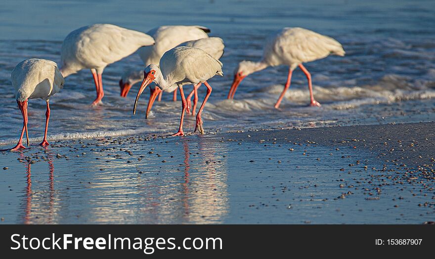 Flock of Ibis, Indian Rocks Beach, Florida