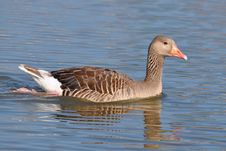 Greylag Goose And Beautiful Water Surface Stock Photography Greylag Goose And Beautiful Water Surface Stock Photography