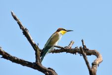 Bee-eater Stock Image