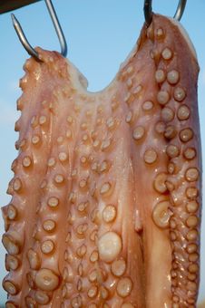 Hanging Octopus - Close Up Stock Image
