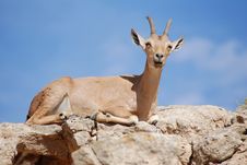 Ibex Portrait, Mitzpe Ramon At The Crater Machtesh Ramon, Israel, Wildlife Royalty Free Stock Photo