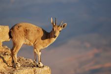 Ibex Portrait, Mitzpe Ramon At The Crater Machtesh Ramon, Israel, Wildlife Royalty Free Stock Photography Ibex Portrait, Mitzpe Ramon At The Crater Machtesh Ramon, Israel, Wildlife Royalty Free Stock Photography