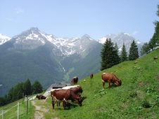 Cows On A Pasture Royalty Free Stock Image Cows On A Pasture Royalty Free Stock Image