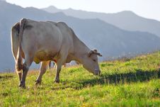 Cow In A Prairie Stock Photos