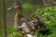 Ducks On Pond Shore In Wild Nature Stock Image