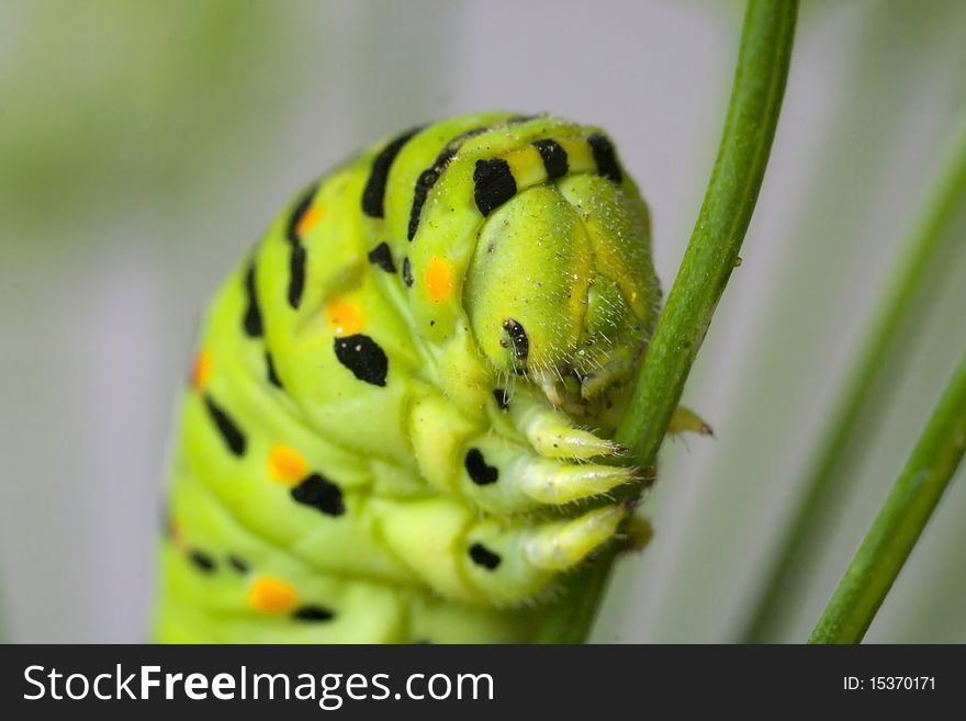 Green striped caterpillar on branch dill. Macro. Green striped caterpillar on branch dill. Macro.