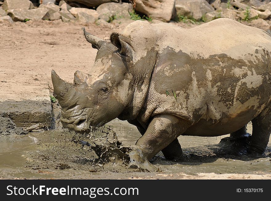 Rhino at watering place