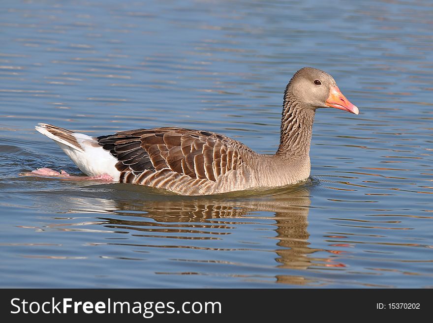 The Greylag Goose (also spelled Graylag in the United States), Anser anser, is a bird with a wide range in the Old World. It is the type species of the genus Anser. The Greylag Goose (also spelled Graylag in the United States), Anser anser, is a bird with a wide range in the Old World. It is the type species of the genus Anser.