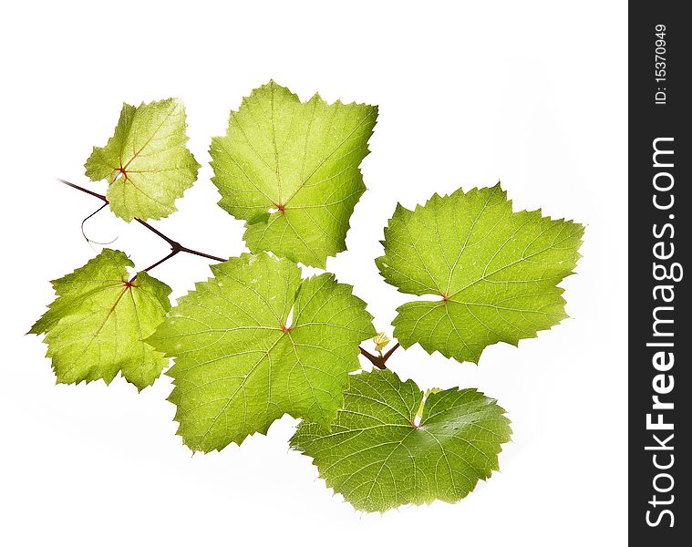 Vine twig isolated on white background