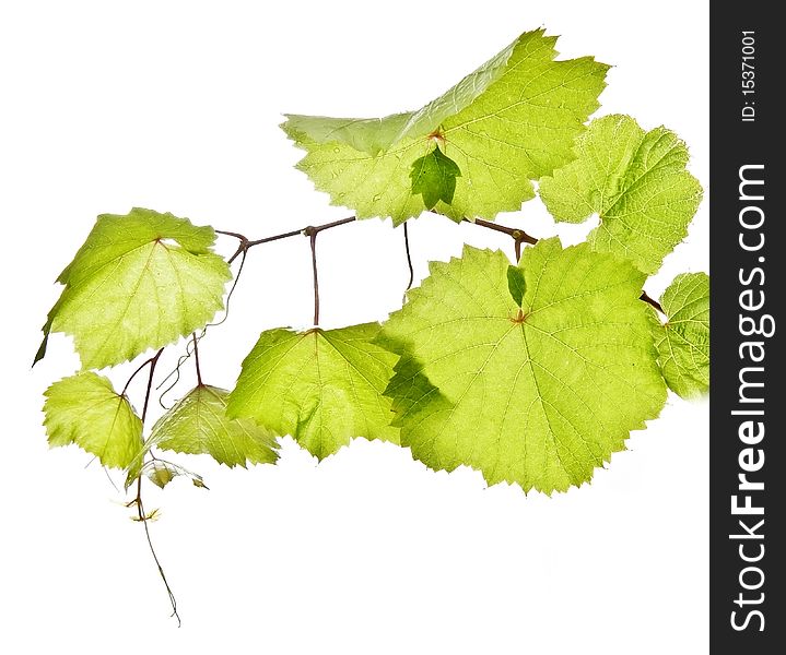 Green vine twig isolated on white background