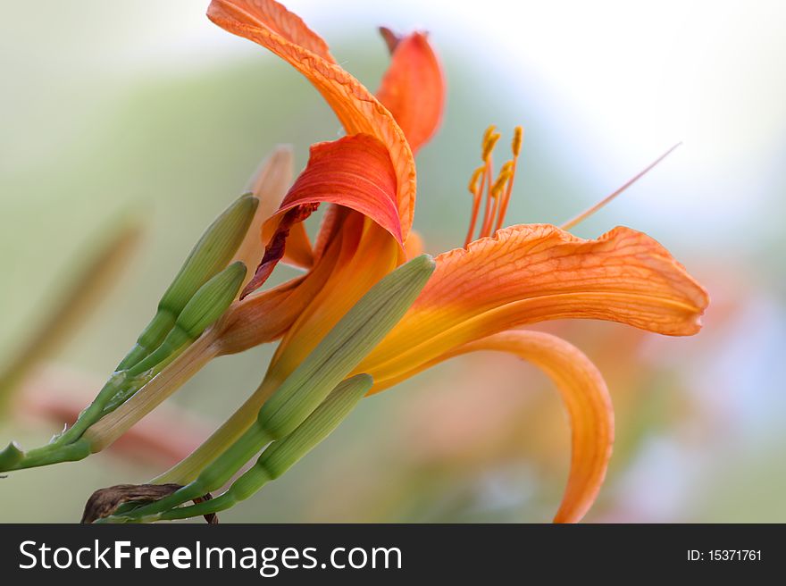 Beautiful Orange  lily flower close up shot