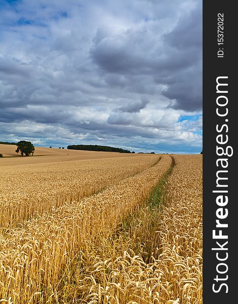 A wheat field just before harvesting in Bedfordshire England. A wheat field just before harvesting in Bedfordshire England