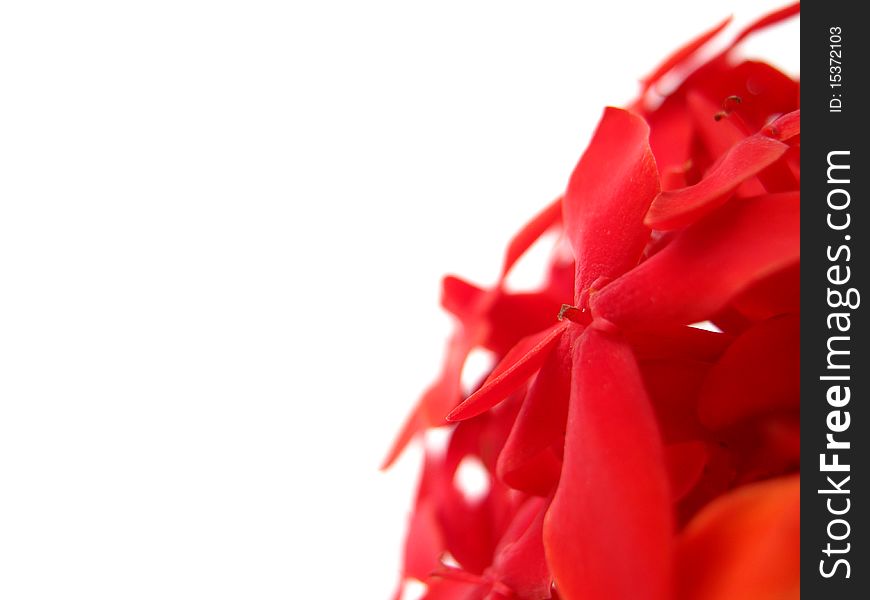 Red rubiaceae on white background