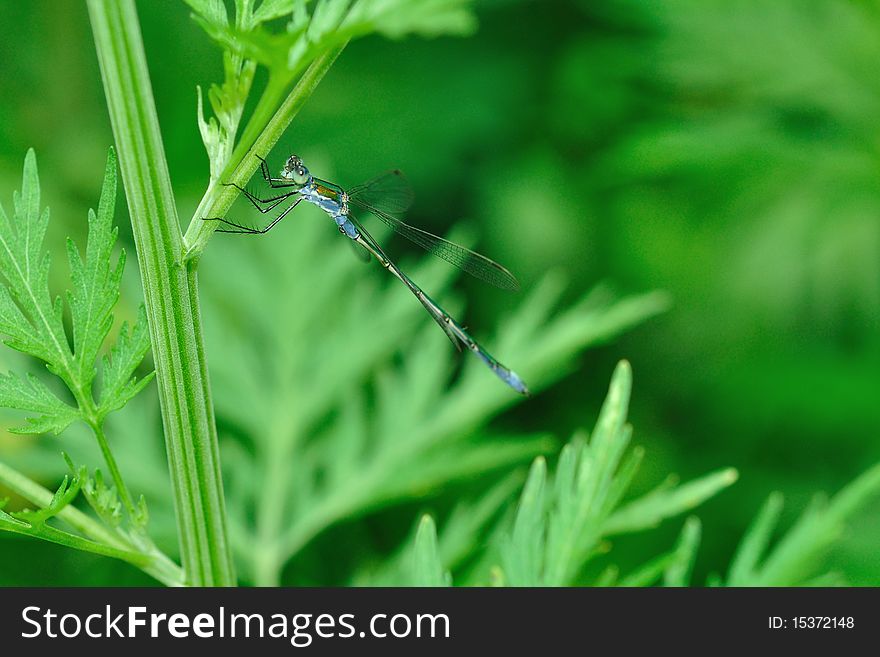 The photo is focused on a dragonfly landing lightly and causally on the leaf stem. The thin legs, fine wings and the long abdomen are clearly seen. The photo is focused on a dragonfly landing lightly and causally on the leaf stem. The thin legs, fine wings and the long abdomen are clearly seen.