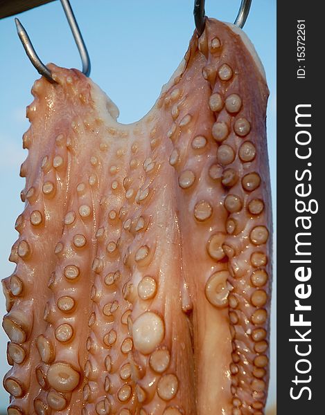 Hanging Octopus - Close Up