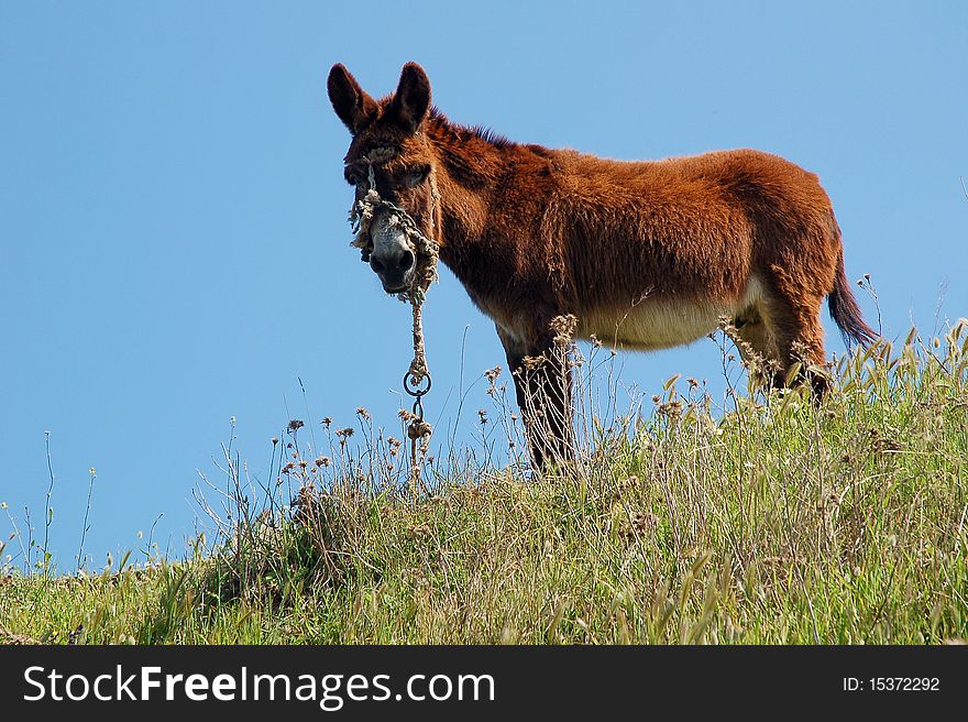 Donkey in small greece village