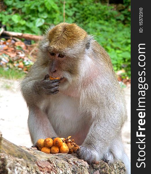 Indonesian monkey eating yellow fruits