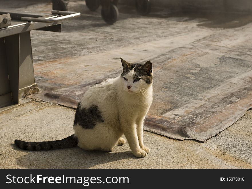 A little dirty poor and dirty cat in summer sunlight